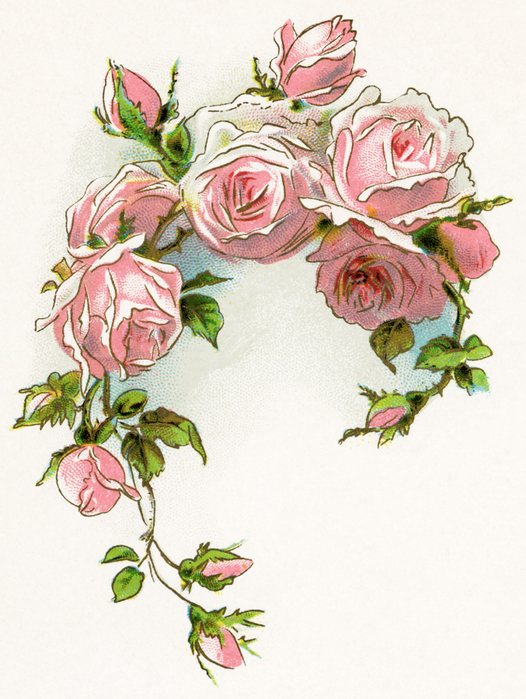 OldDesignShop_RosesAndLiliesFirstDayPinkRoses (526x700, 463Kb)