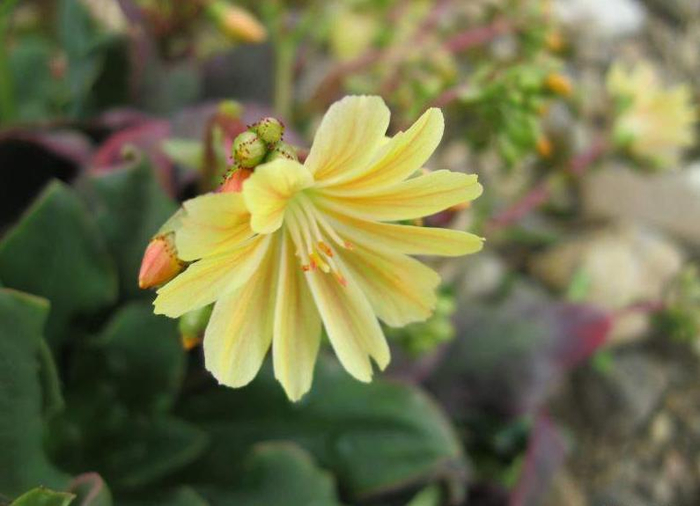 21365-lewisie-lewisia-cotyledon-ab (700x506, 270Kb)