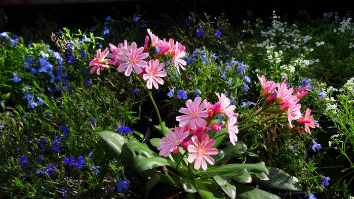 Lewisia (700x393, 422Kb)