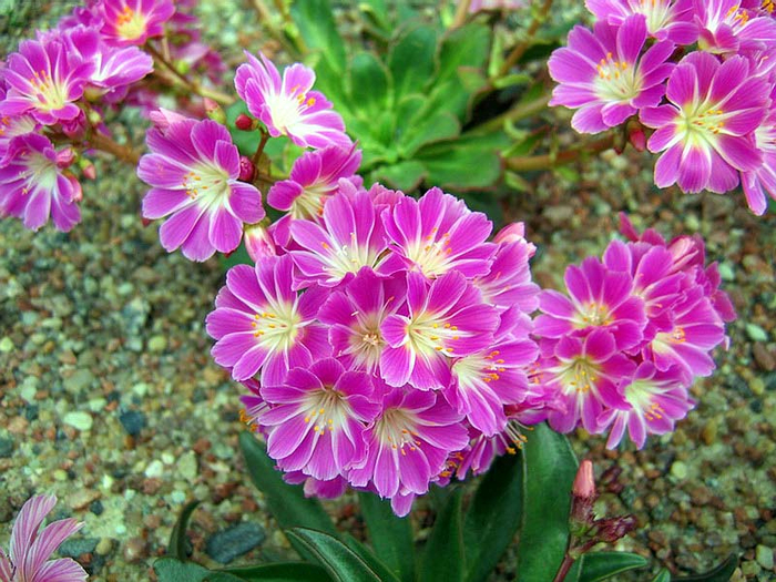 Lewisia_cotyledon09 (700x525, 505Kb)