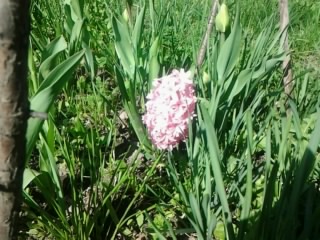2138482_Foto0227 (320x240, 42Kb)
