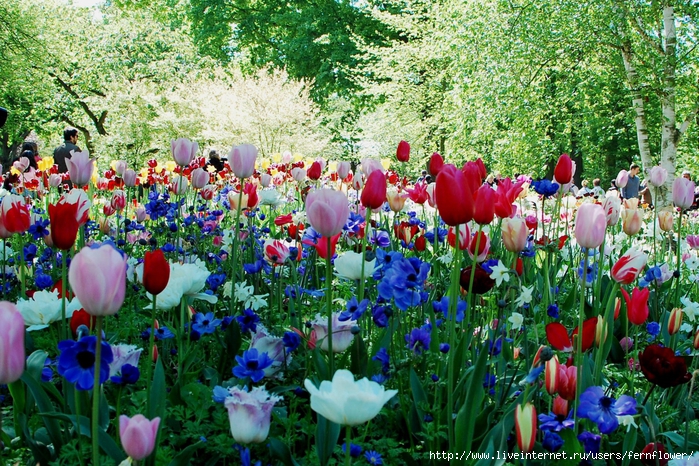 1551677_DSC_3088 (700x466, 452Kb)