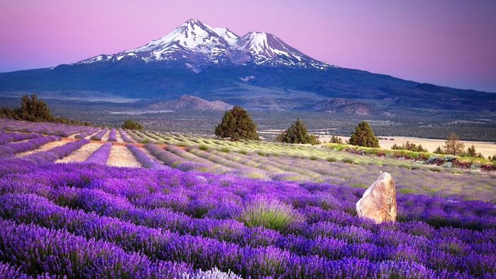 3303834_lavanda_3 (700x393, 137Kb)