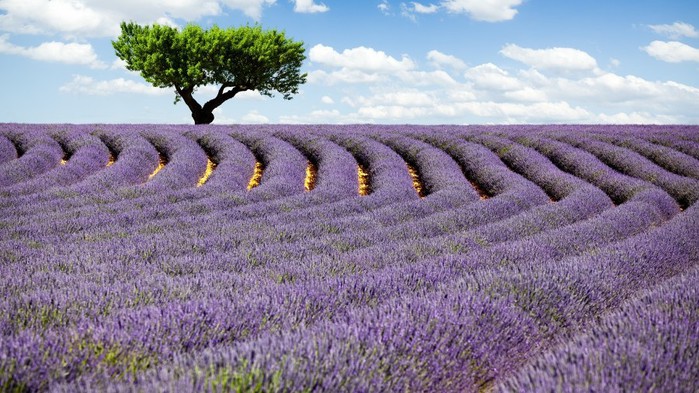 3303834_lavanda_8 (700x393, 110Kb)