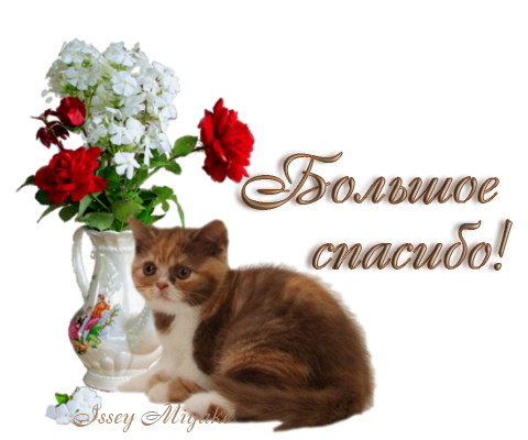 Картинки с кошкой с надписью спасибо