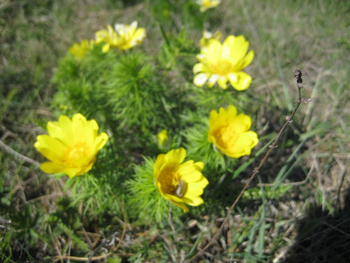 2824467_IMG_4255 (700x525, 287Kb)
