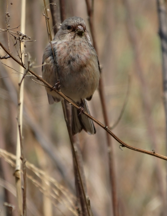 5559494_DSC06041 (542x700, 210Kb)