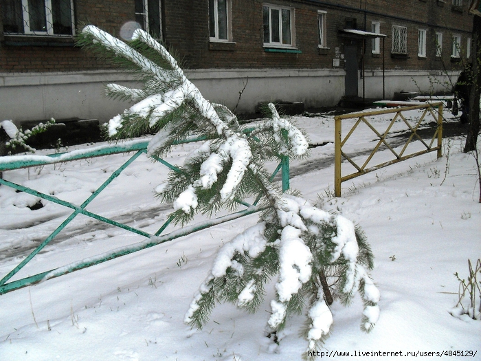 сосенки под тяжестью снега (700x525, 355Kb)