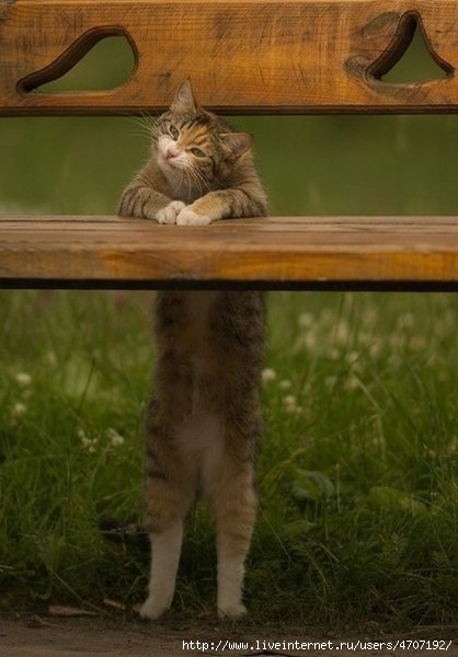-var-www-ekim-data-www-bigvo.ru-uploads-img-6-1-1-d-b3eb23ff12 (418x600, 129Kb)