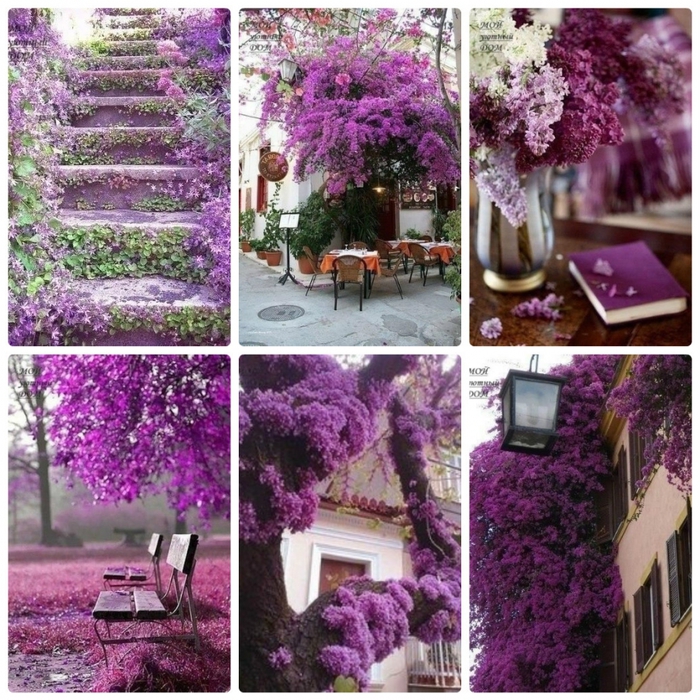 5107888_collage_photocat (700x700, 441Kb)