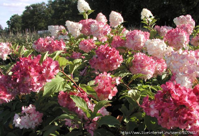 5177462_hydrangea_paniculata_vanille_fraise_2 (640x436, 215Kb)