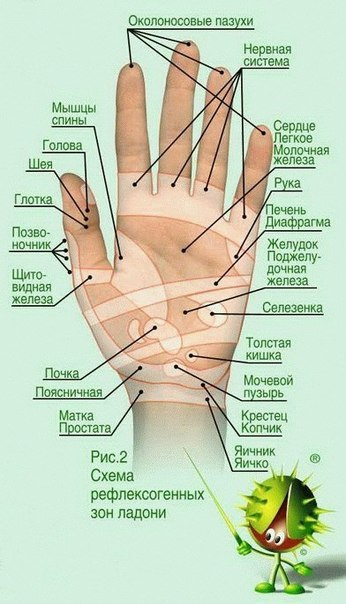 Степени целлюлита в картинках