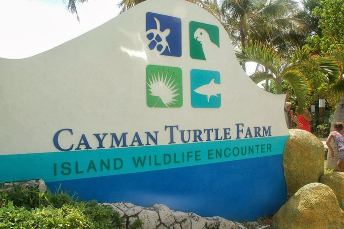 19_Cayman Turtle Farm (700x465, 305Kb)