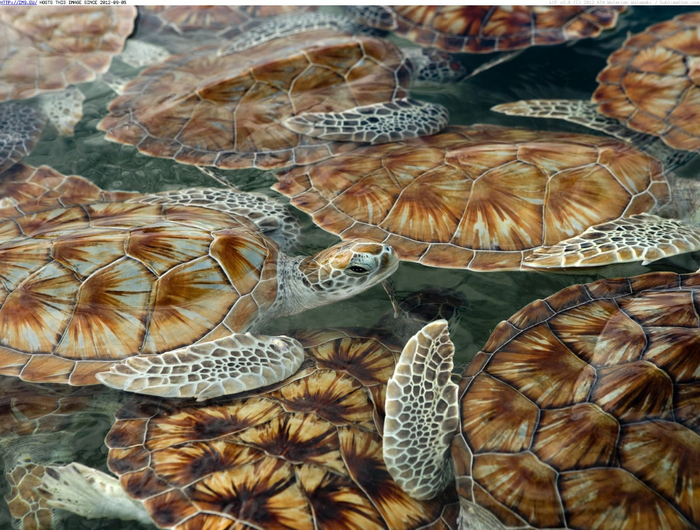 juvenile-green-sea-turtles-cayman-island-turtle-farm-grand-cayman-island (700x530, 493Kb)