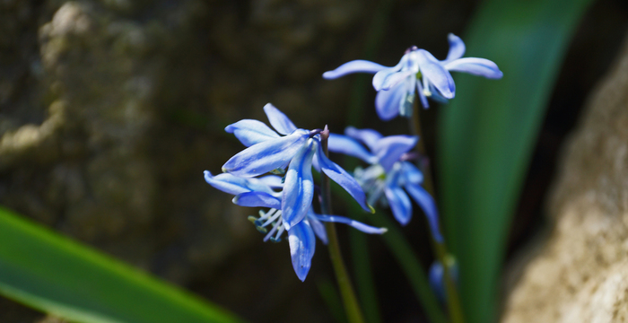015_edited-2 (700x360, 179Kb)