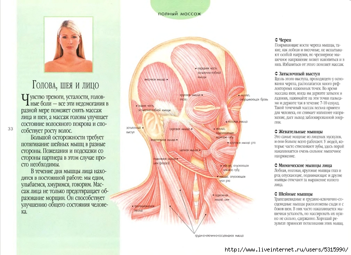 Мышцы лица фото с описанием и схемами