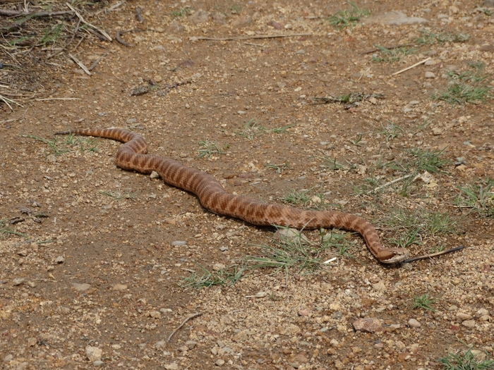 5559494_DSC06323 (700x525, 370Kb)
