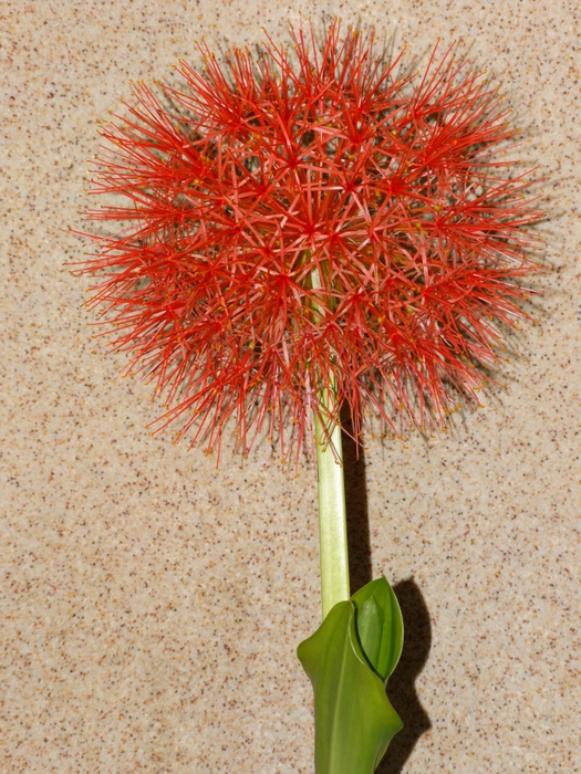 5559494_DSC06427 (525x700, 369Kb)