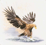  481_Eagle in Flight (408x400, 79Kb)