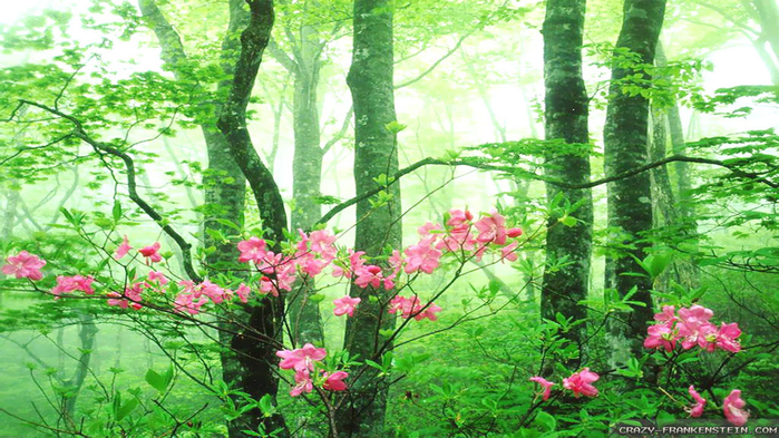 nature-tells-when-is-spring-wallpapers-1280x720 (700x393, 459Kb)