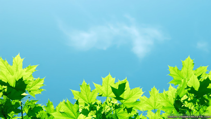 time-greenful-spring-leaves-wallpapers-1280x720 (700x393, 241Kb)