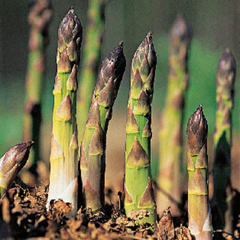 Asparagus (350x350, 66Kb)