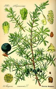 Juniperus (190x301, 17Kb)