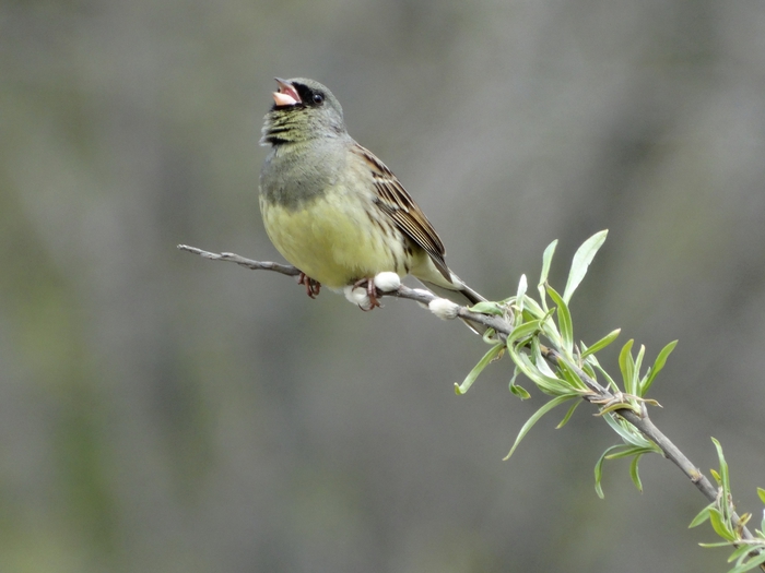 5559494_DSC06568 (700x525, 185Kb)