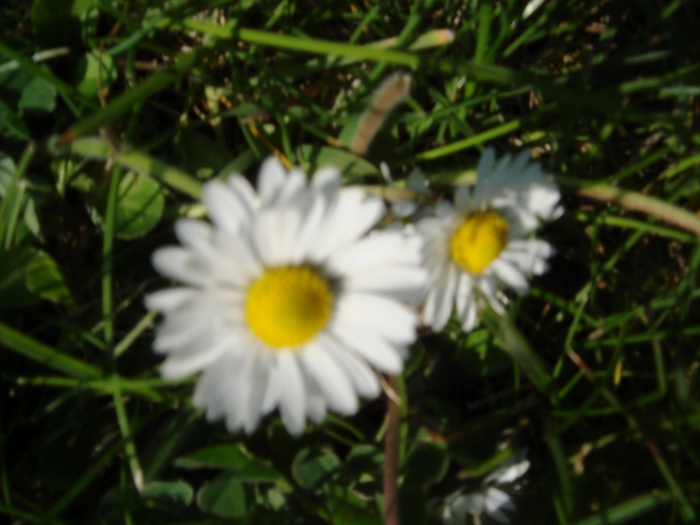 DSC09148 (900x725, 137Kb)
