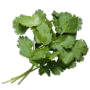 4265673_thumb_1267719553_Cilantro_1 (90x90, 13Kb)