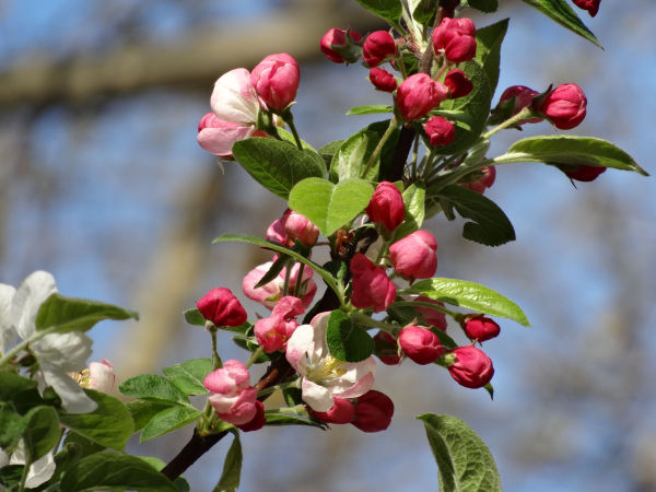 Apple_06 (900x750, 57Kb)