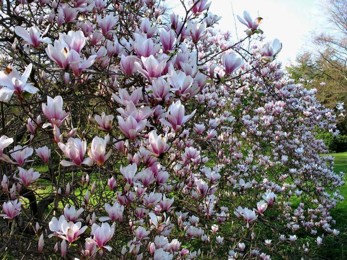 Magnolia_AWP_20080424 (900x725, 126Kb)