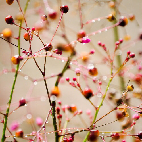 5 (500x500, 245Kb)