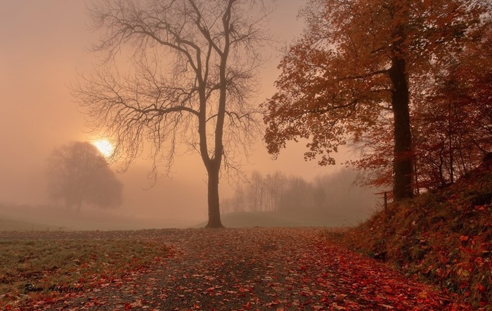 autumnfoggysunset (700x443, 333Kb)