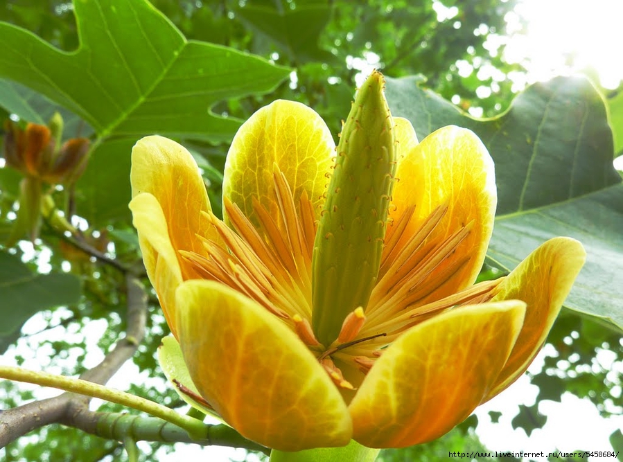 Фото тюльпанового дерева в цвету в головинке