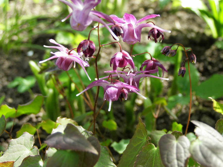 Фото горянки цветка