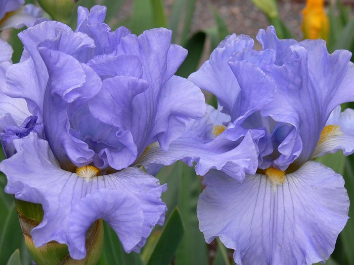 5230261_iris_pervii (700x525, 90Kb)