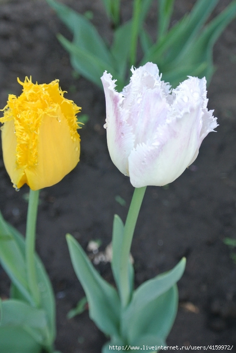 DSC_7070 (468x700, 210Kb)