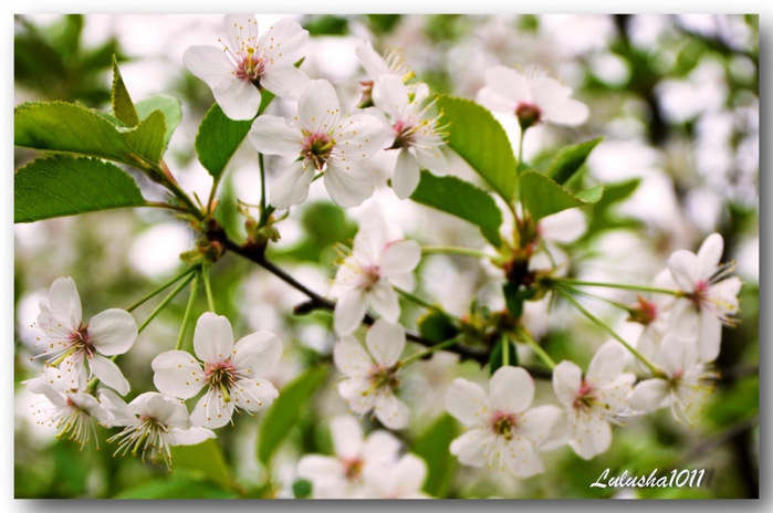 3587765_DSC_2091 (700x464, 230Kb)