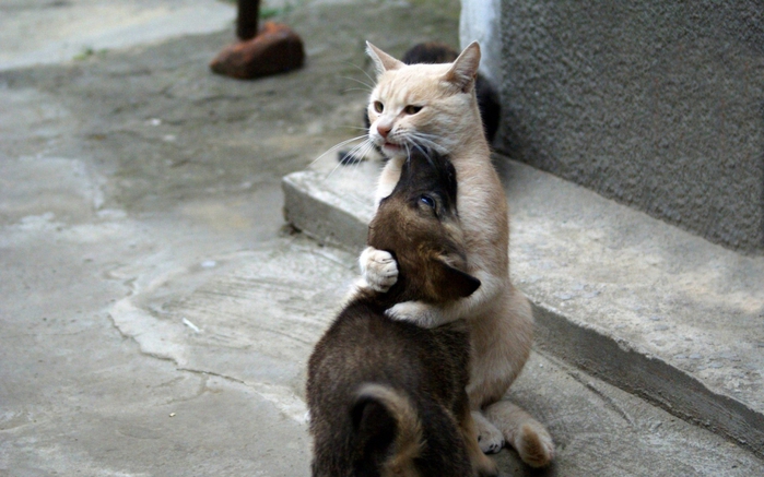 4649929_CatLoveAnimalFunny0 (700x437, 231Kb)