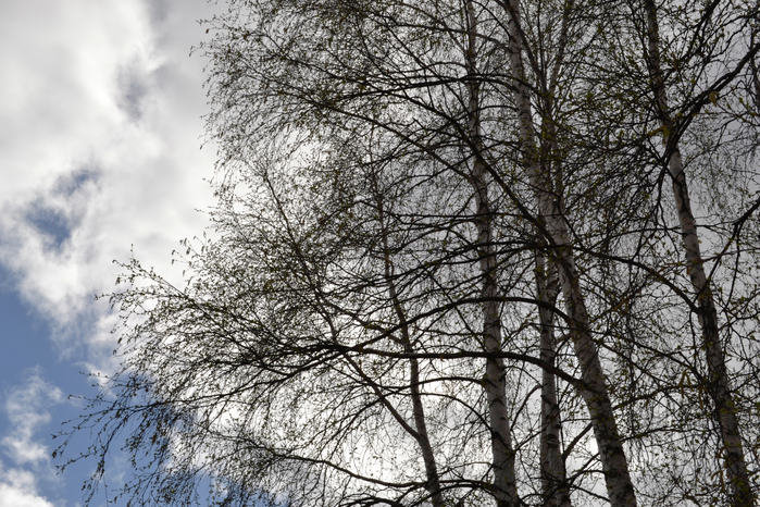 _DSC1393 (700x466, 482Kb)