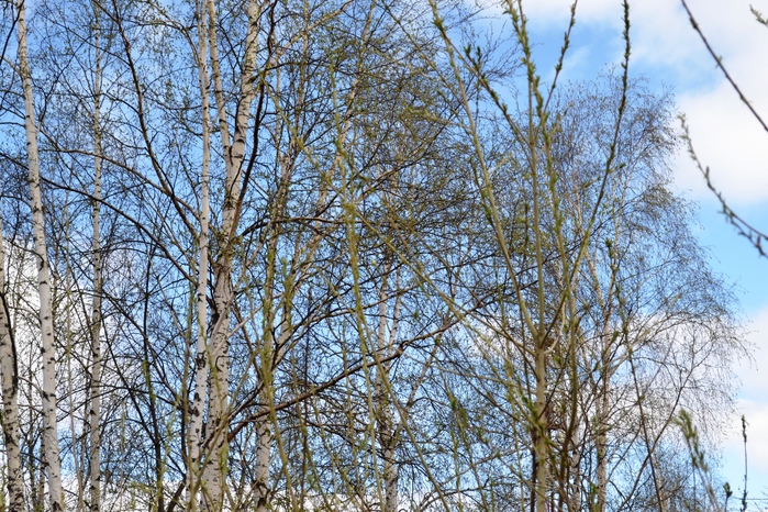 _DSC1399 (700x466, 657Kb)