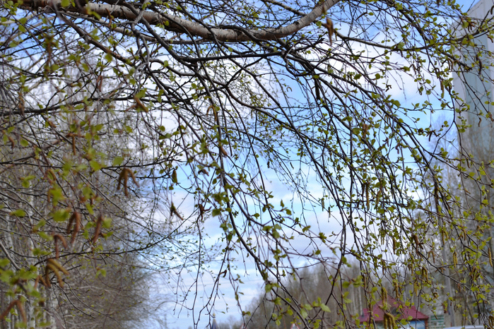 _DSC1402 (700x466, 622Kb)