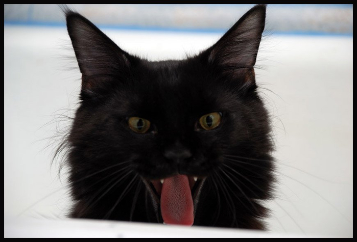 Длинный черный язык. Черный кот улыбается. Черная кошка показывает язык. Черная кошка с высунутым языком. Черные коты с высунутым языком.