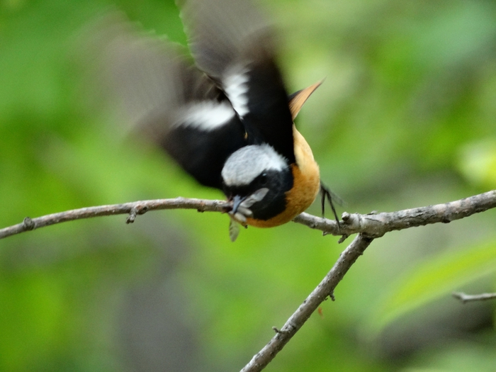 5559494_DSC08364 (700x525, 213Kb)