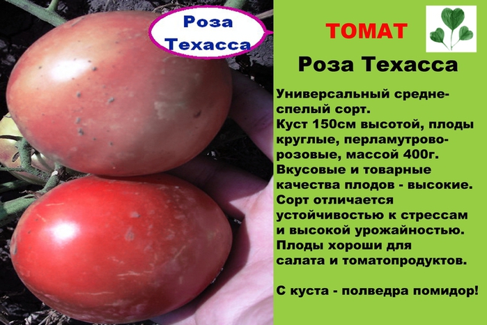 Титан розовый помидор фото и описание