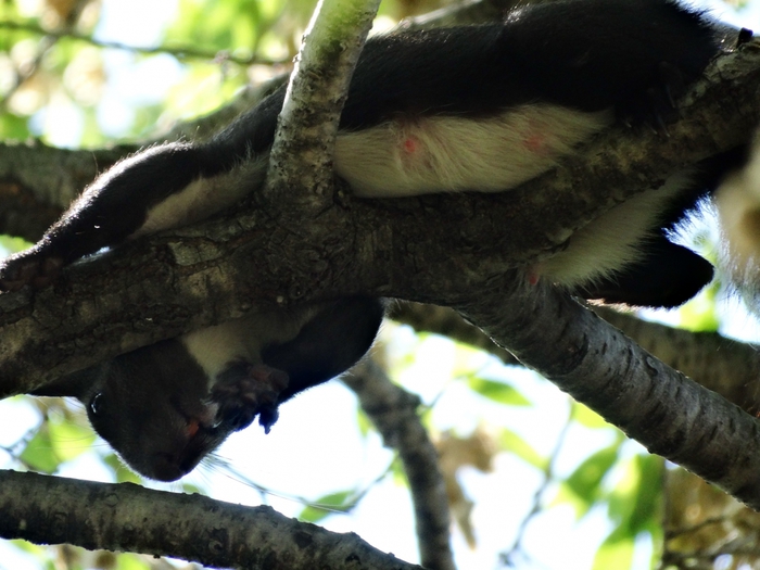 5559494_DSC09068 (700x525, 247Kb)