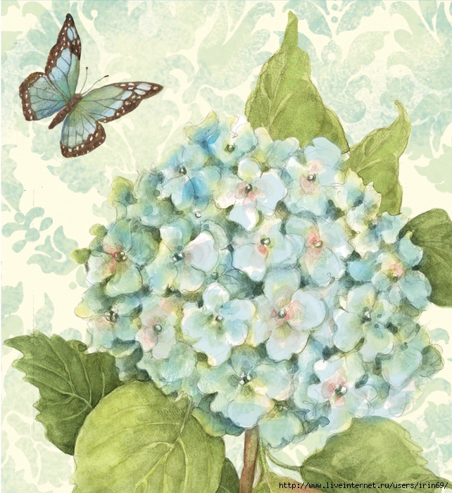 blue-hydrangea-boxed-notecard-1005295 (642x700, 380Kb)