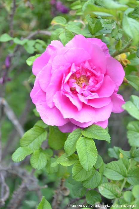 DSC_0180 (466x700, 233Kb)