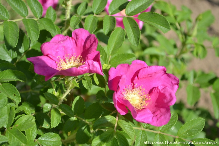 DSC_0187 (700x466, 275Kb)